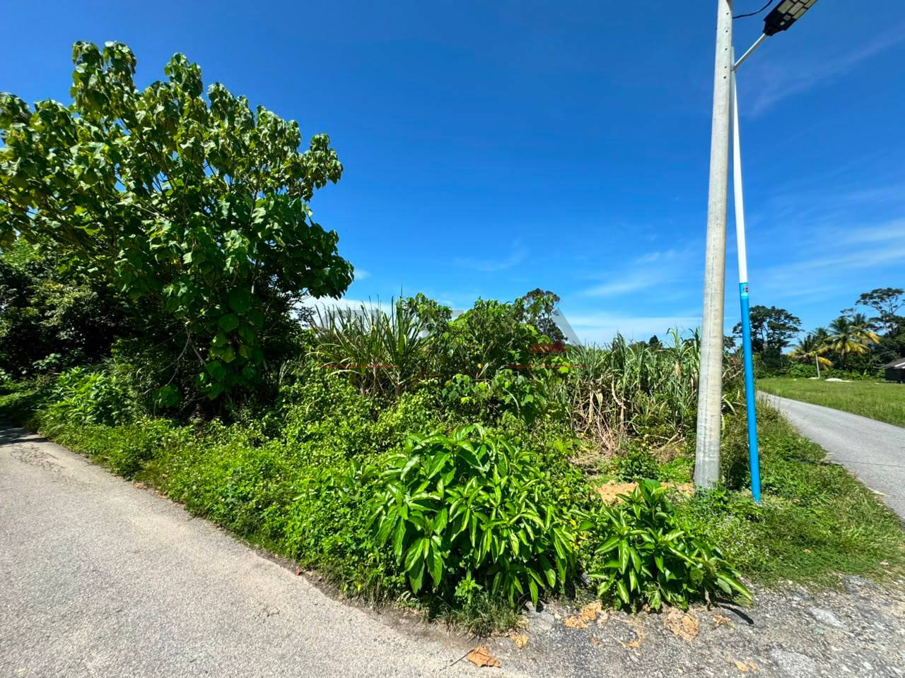 PADANG KULIM 📍 | TANAH PERTANIAN 7