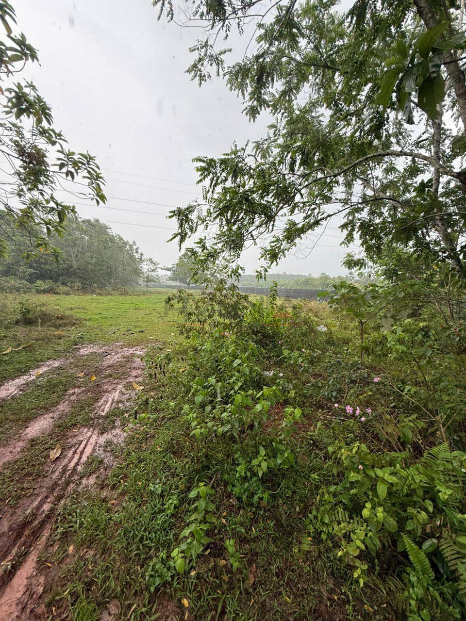 PADANG KULIM 📍 | TANAH PERTANIAN | BELOW MARKET VALUE RM60,000